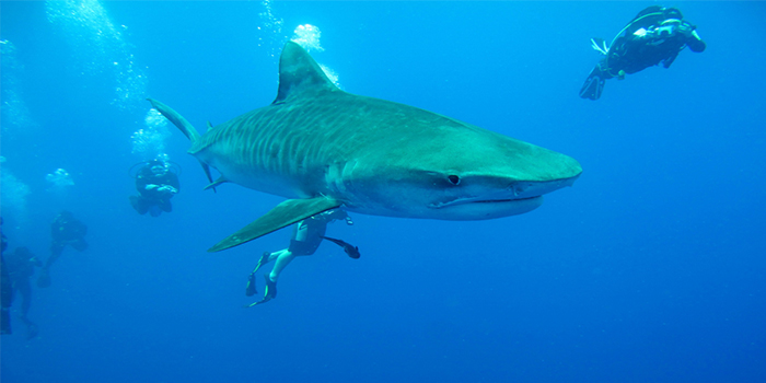 Diving with Sharks (Photo by African Dive Adventures)