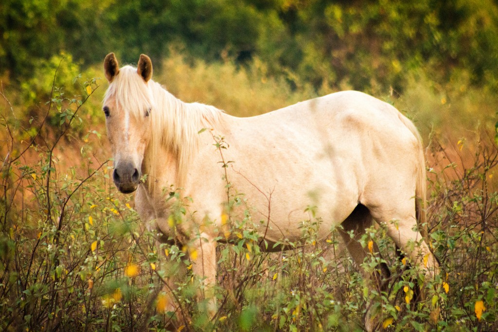 Horse of the gauchos