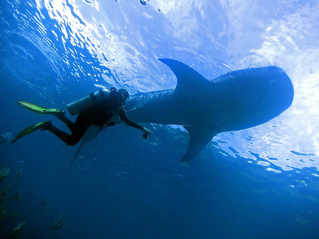 where to swim with whale sharks