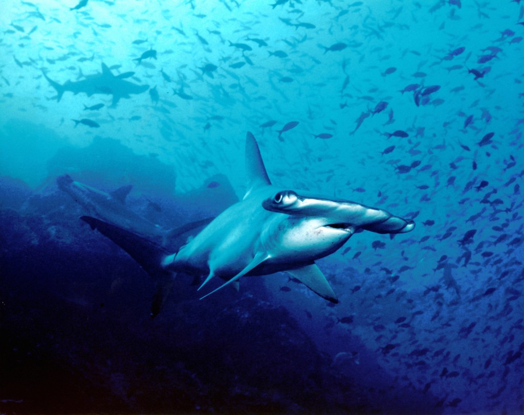 Diving on Cocos Island (photo by Barry Peters)