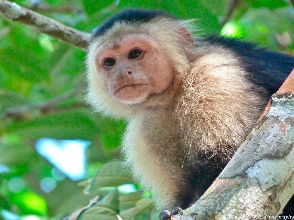 Monkey in Cahuita National Park (photo by Marissa Strniste)