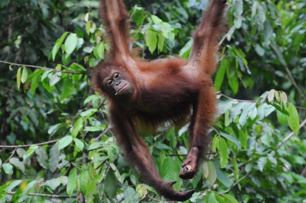 activities in Borneo