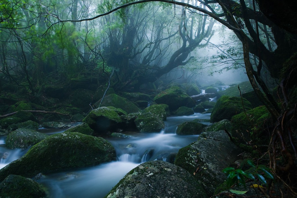 Mononoke forest, Yakushima island (Photo by - Casey Yee)