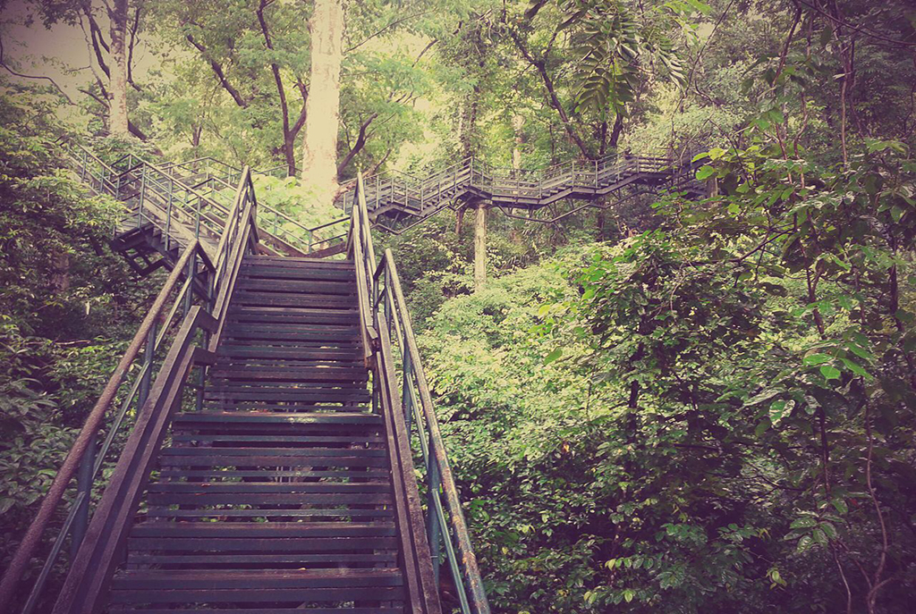 Forest_view_stairs_in_Thenmala_1