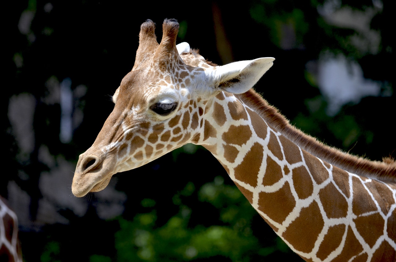 giraffe-reticulated-giraffe-neck-beautiful-158832