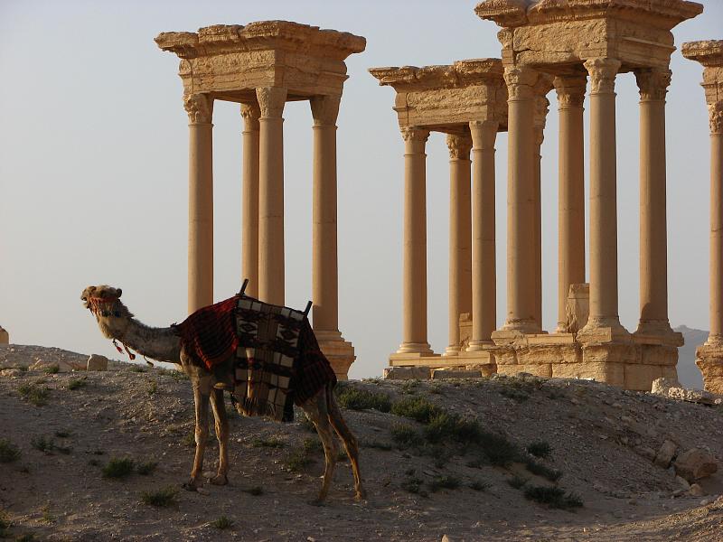Palmyra - reibai