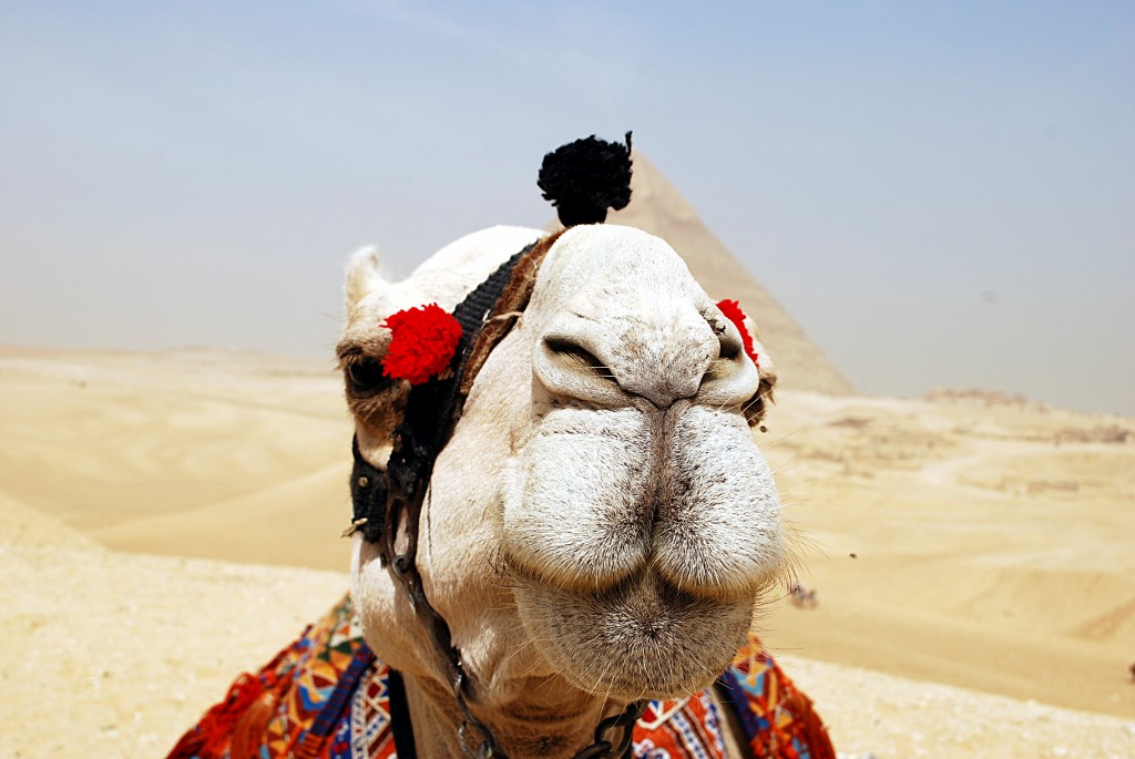 Tips for camel riding
