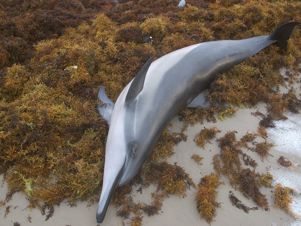 seaweed plague in the caribbean