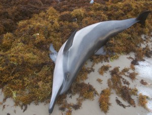 seaweed plague in the caribbean