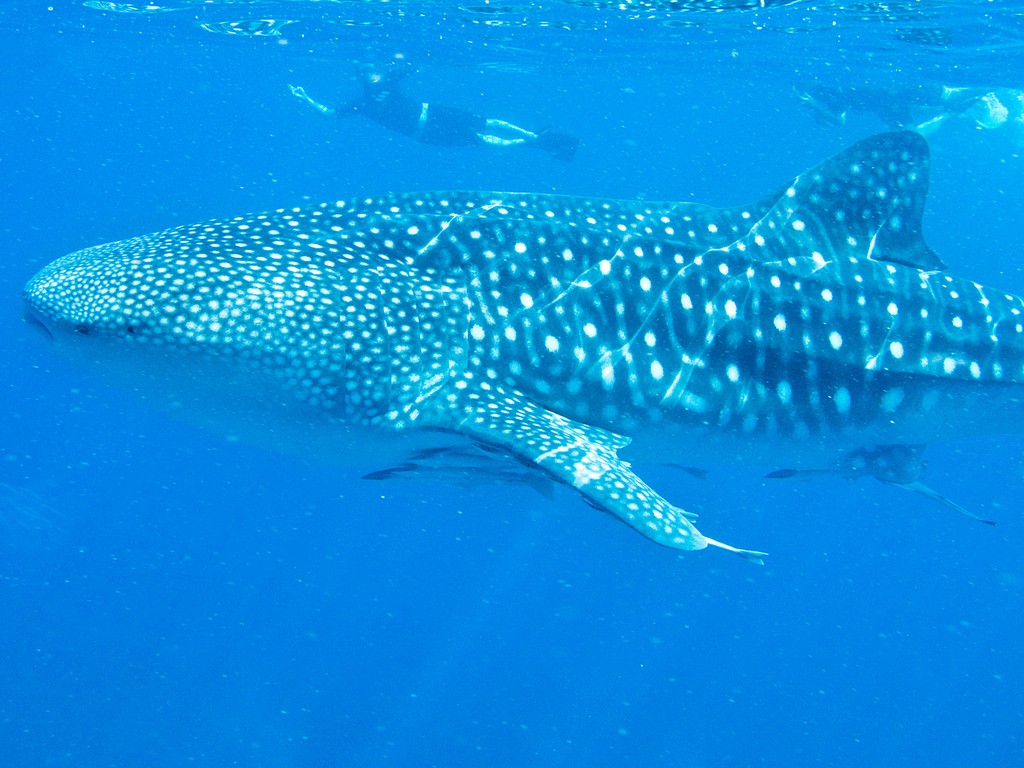 where to swim with whale sharks