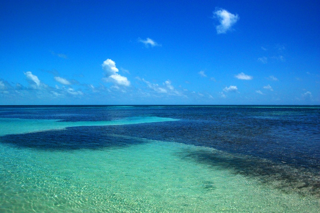 where to swim with whale sharks