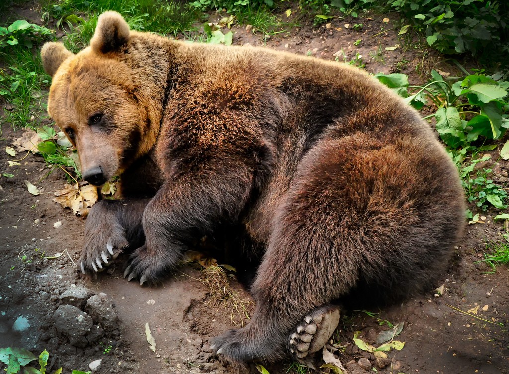 Brown Bear in Estonia (photo by Jeroen Moes)