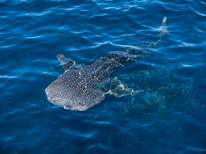Whale Shark