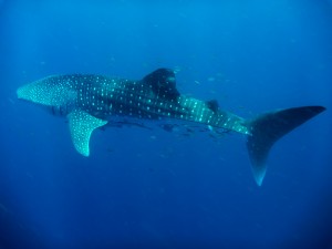 Whale sharks