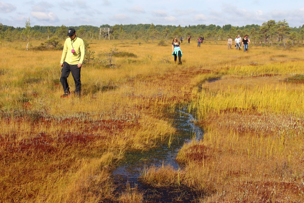 Bog Walking in Estonia (photo by Aivar Ruukel)