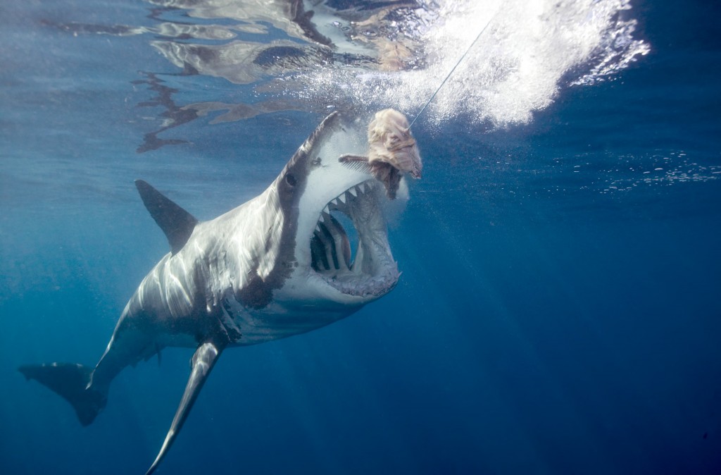 Surfer Mauled by a Shark
