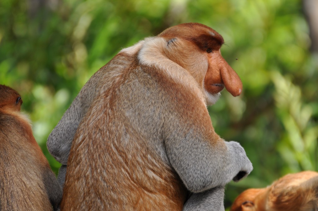 activities in Borneo