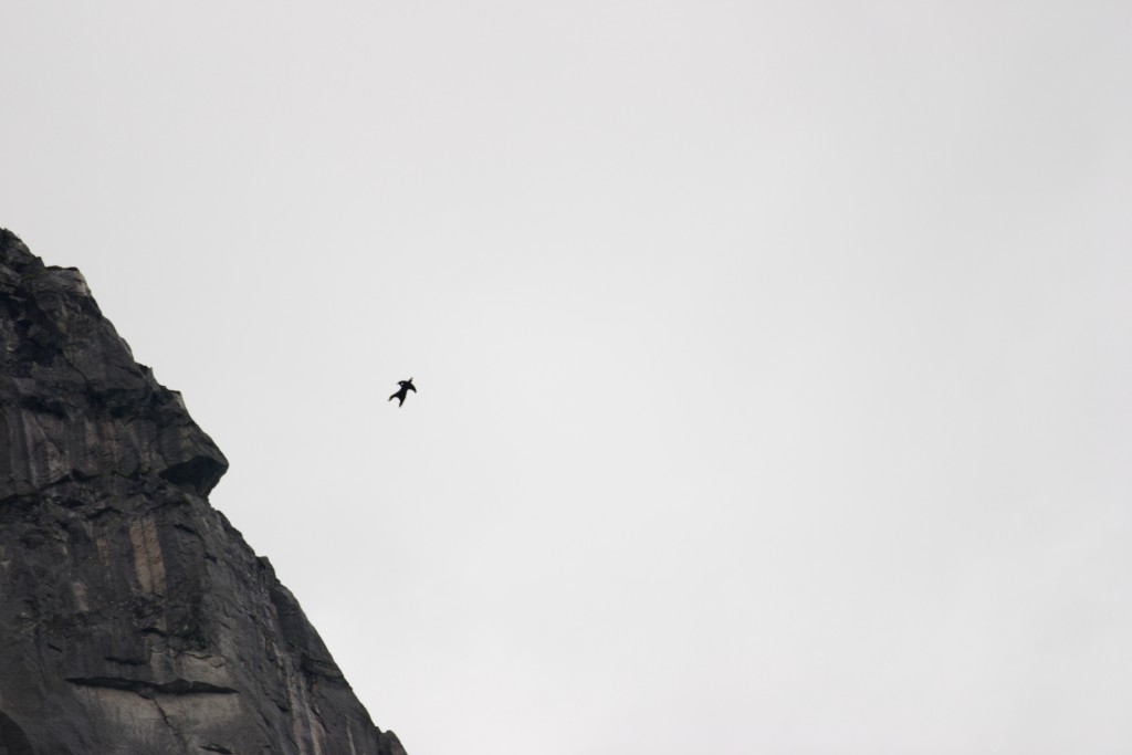 wingsuit flying