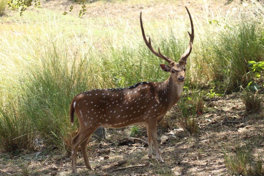 adventures in southern India