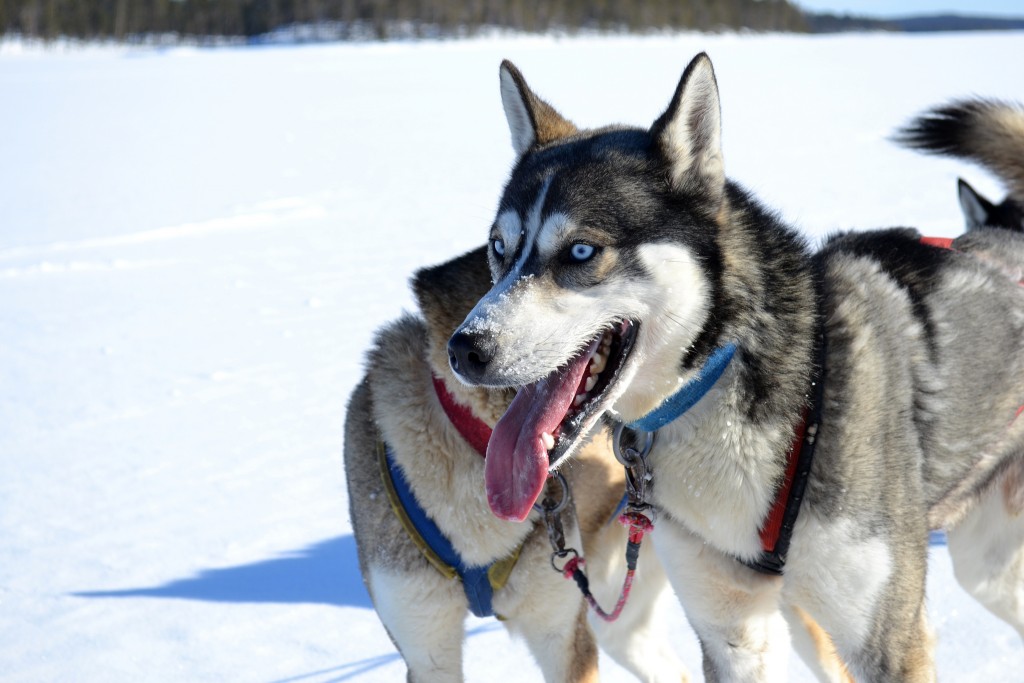 winter adventures in the baltic states