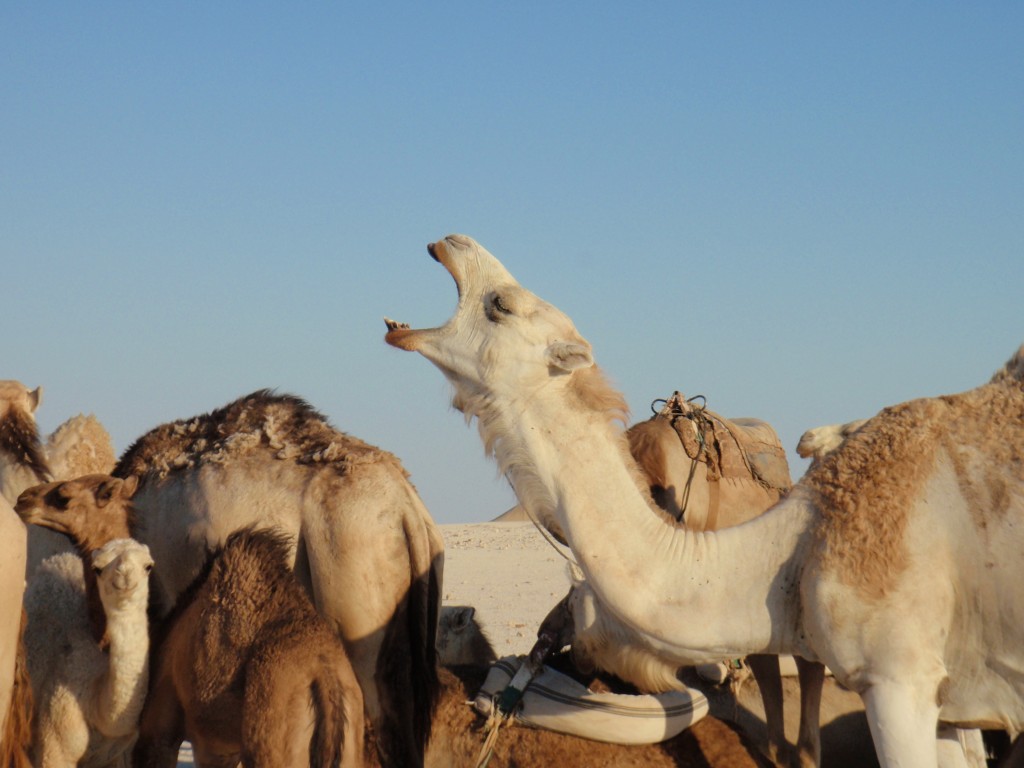 adventure sports to try in the sahara