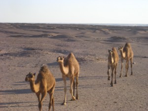 Egypt
