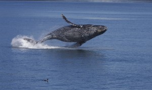 swim with humpback whales