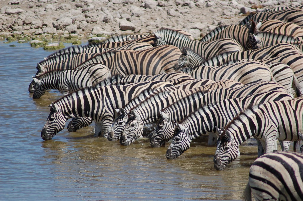 Best Safaris in Southern Africa