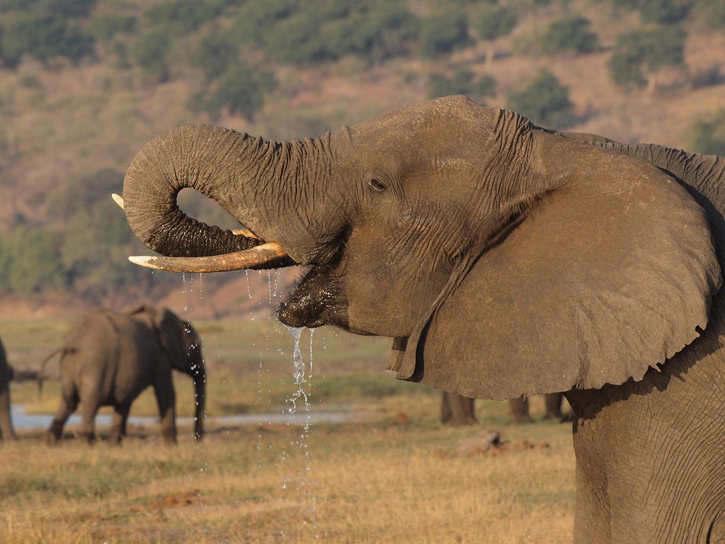 Best Safaris in Southern Africa