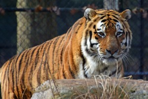 siberian tiger