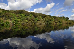 Amazon Rainforest