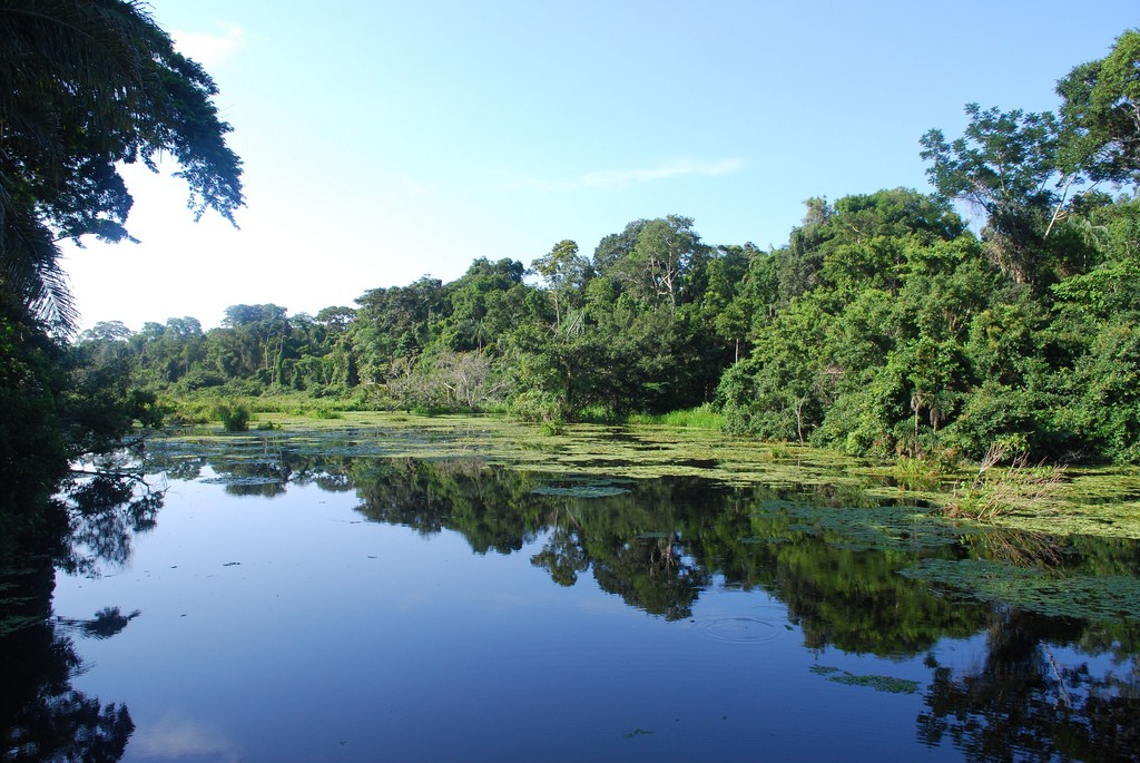 Amazon Rainforest