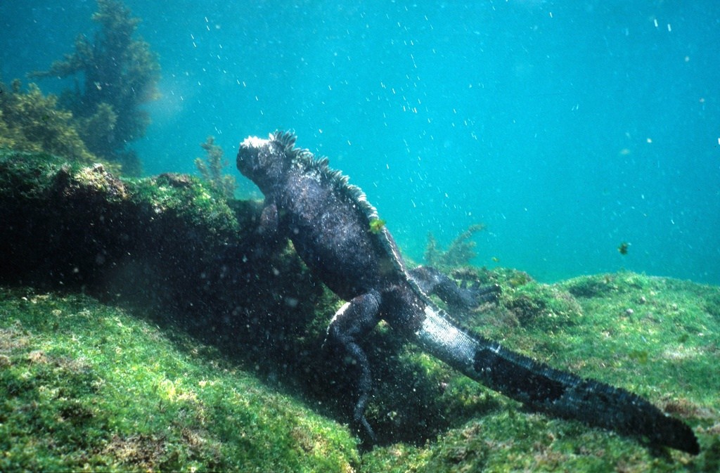 Galapagos Islands