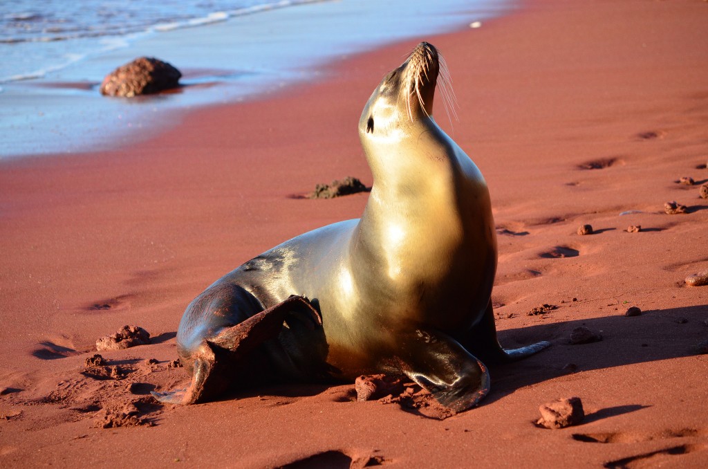 Galapagos Islands