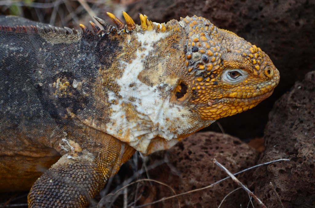 Galapagos Islands