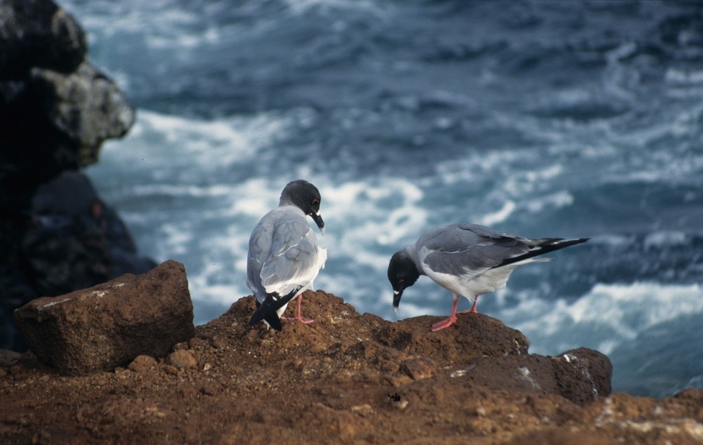 Galapagos Islands