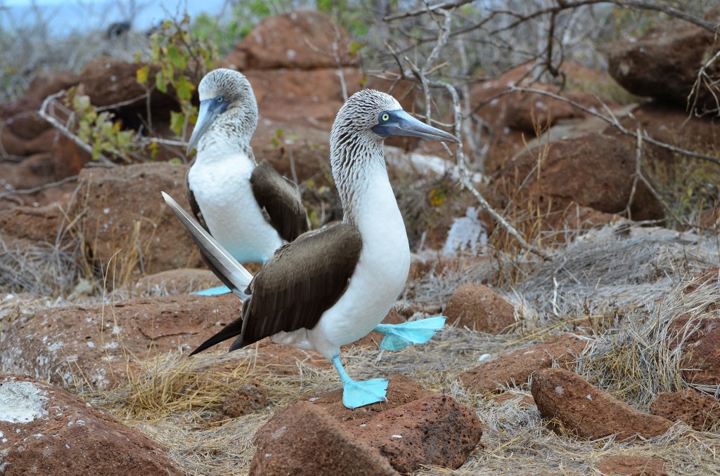 Galapagos Islands