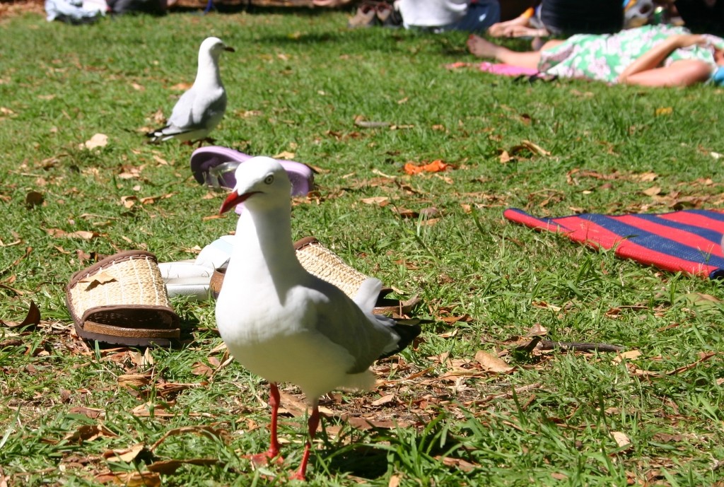 how to celebrate australia day