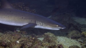 scuba diving specialities