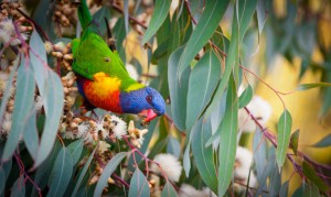 Backpacking Australia