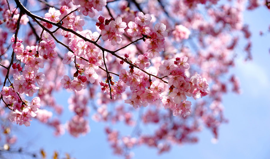 Spring Festivals