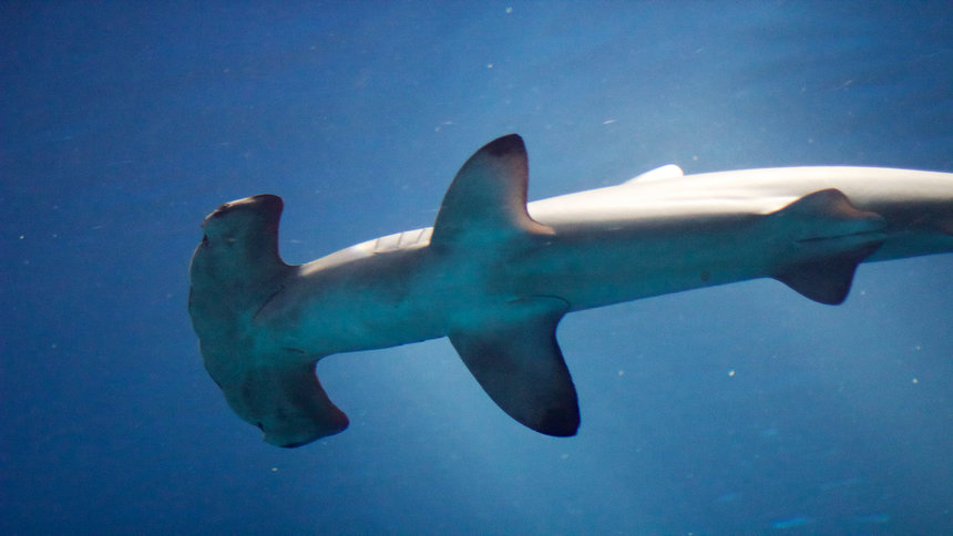 scuba dive hammerhead sharksscuba dive hammerhead sharks