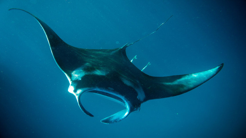 scuba dive manta rays