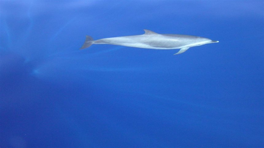 scuba dive dolphins