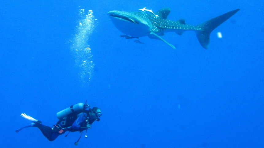 scuba diving whale sharks
