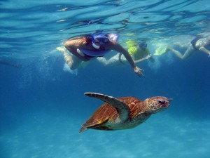 snorkelling