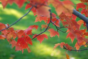 fall foliage