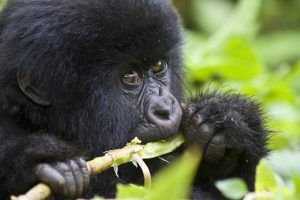 Rwanda