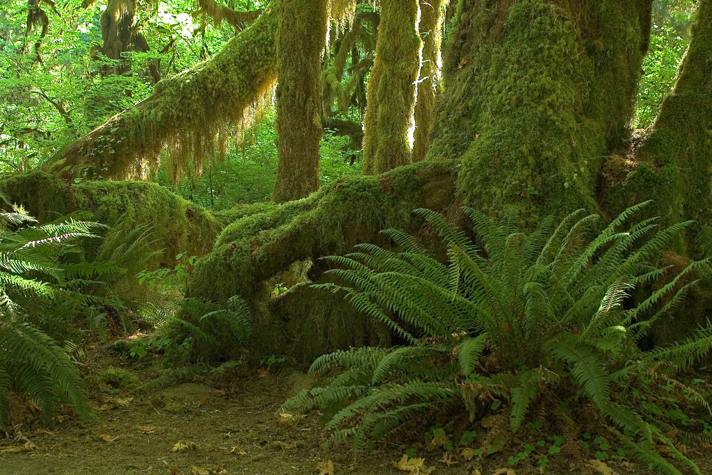 Hoh_Valley,_Olympic_National_Park