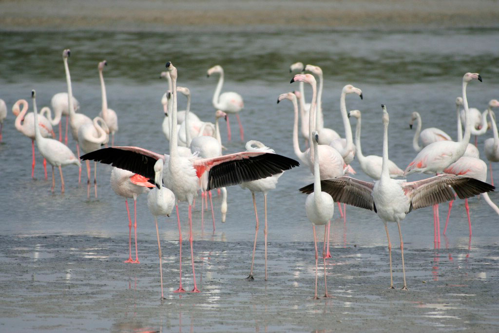 Greater_Flamingo_31-01-2006_15-14-04